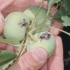 Чанта со јаболка: како да се заштити градината од опасен штетник?